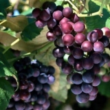 Može li se jesti sjemenke grožđa, da li je zdravo jesti sa sjemenka...